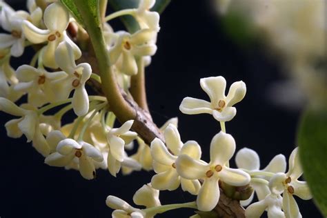 銀桂花|银桂